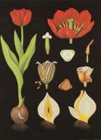 La Tulipe Tulips Fruit Bulbs Plants French School Lesson Wall Chart Postcard