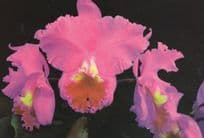 Laeliocattleya Grosnez Jersey Flower Orchid Eric Young Trinity Postcard