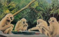 Lar Gibbons Monkeys Paignton Zoo 1970s Postcard