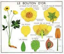 Le Bouton Dor French Buttercup Old School Wall Chart Postcard