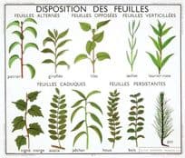 Leaf Layouts Lilas Giroflee Acacia French Old School Plants Lesson Postcard