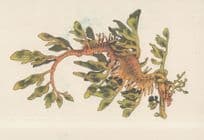 Leafy Seadragon Phycodurus Australian Fish Painting Postcard
