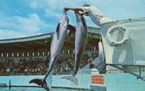Leaping Porpoise Fish Florida Aquatarium Boat Edge Postcard