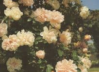 Leontine Gervais Rose Roses Society Postcard