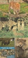 Leopard At Cricket St Thomas Wildlife Park + Russia 2x Postcard s