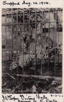 Leopard in Animal Hunting Trap Victoria Falls 1914 WW1 Real Photo Postcard