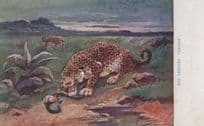 Leopard Snake Eating Rattlesnake Antique Blood Sports Postcard