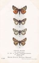 Leucobrephos Brephoides Brephos African Geometridae Exotic Moths Postcard