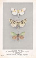 Leucodonta Bicoloria Japanese Moth Stauropus Notodontidae Moths Postcard