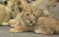 Lion Cub at London Zoo Rare 1970s Postcard