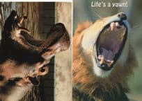 Lion Hippopotamus Yawning Life's A Yawn 2x Comic Animal Postcard