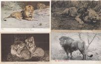 Lion Lions Family Of Subs African Monarch 4x Old Postcard s