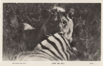 Lion On Kill Eating Zebra Antique African Hunting RPC Postcard