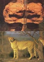 Lion Reflection Amazing Double Vision Postcard