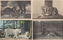 Lion Tiger Elephant Brown Bear 4x 1970s London Zoo Postcard s