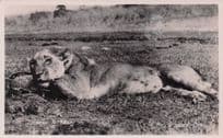 Lioness Cat in Animal Trap African Lion Hunting Real Photo Old Postcard
