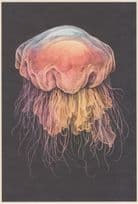 Lions Mane JellyFish Pacific Ocean Arctic Fish Painting Postcard
