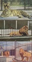 Lions Tigers At The Zoo 3x Postcard s