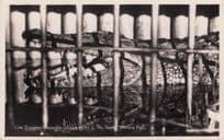 Live Trapped Crocodile Victoria Falls Old African Hunting RPC PB Postcard