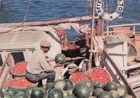 Loading Melons & Tomatoes Onto Kos Ship Boat Greece Postcard