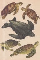 Loggerhead Turtle Hawskbill Leatherback Olive Ridley Green Fish Postcard