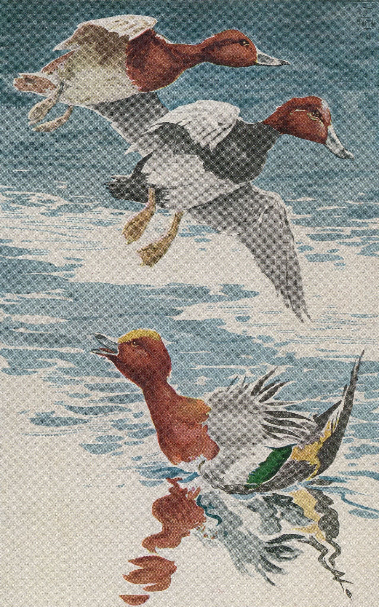 London Wild Birds 1940s Underground Traansport ...