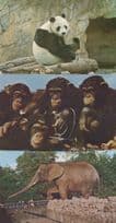 London Zoo Chi Chi Panda Elephant Chimpanzee 4x Postcard s