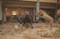 Lourenco French Lion Attacking Bull Marques Model Waxwork Exhibit 1970s Postcard