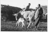 Maasai Family Cattle & Hut Africa Kenya 9x7 Vintage Press Photo