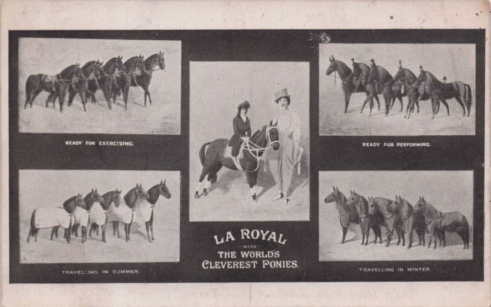 Madame La Royal Italian Circus World s Cleverest Ponies Old Postcard