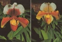 Madeira Sapatinhos Venus Slippers Flowers Postcard