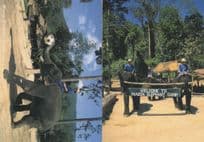 Maesa Elephant Camp Football Star Rare Thailand 2x Postcard s