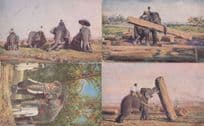 Maharaja Elephant At Work 4x Tucks Old Elephant Postcard s Please Read