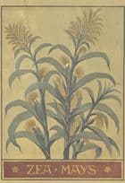 Maize Corn Zea Mays Cereal Grain Natural History Museum Postcard