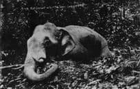 Malaya Bull Game Elephant Animal Hunting Trophy Old Real Photo Postcard