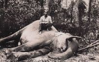 Malaya Game Elephant Animal Hunting Trophy Old Real Photo Malaysia Postcard