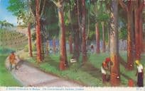 Malaya Rubber Plantation Vintage Photo Postcard