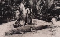 Malaysia Malaya Animal Blood Sports Dead Crocodile Old Real Photo Postcard