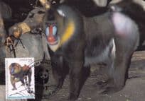 Mandrill Baboon Ape Republica De Guinea Stamp FDC Rare Postcard
