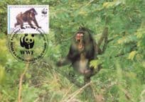 Mandrill Baboon Ape Republica De Guinea Stamp First Day Cover Postcard