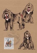 Mandrill Monkey Sphinx Dresden German Zoo FDC Postcard