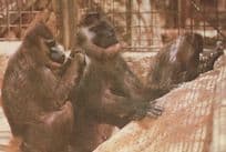 Mandrills Toilette Jo's Museum Zoo Nigeria Postcard