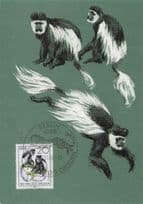 Mantled Geureza German Monkey Abyssinian FDC Postcard