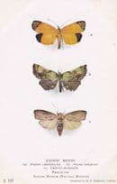 Mapeta Xanthomelas Snout Macna Hampsoni Exotic Moth Moths Postcard