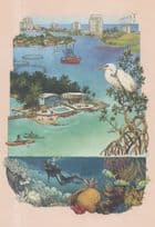 Marine Protected Area Diver Sealife Fish Collection Painting Postcard