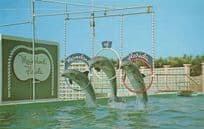 Marineland Florida Porpoise Leap Triple Jump Dolphin Postcard