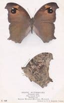 Melanitis Leda Exotic Butterfly Butterflies Old Rare Museum Exhibit Postcard