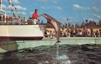 Miami Seaquarium Dolphin Trainer With Food 1960s USA Postcard