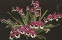 Miltonia St Helier Eric Young Foundation Jersey Flower Orchid Postcard