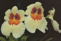 Miltoniopsis Everest Jersey Eric Young Flower Orchid Postcard